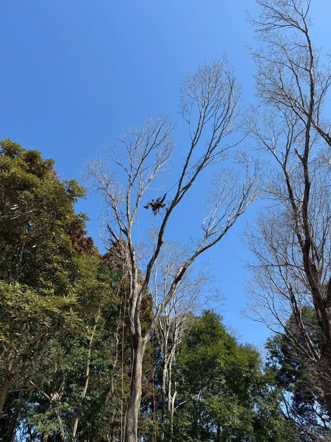 高木・庭木の伐採